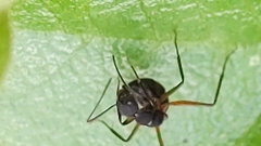 Camponotus rufipes