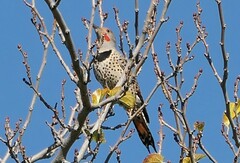 Colaptes auratus luteus × cafer
