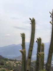 Trichocereus chiloensis