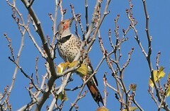 Colaptes auratus luteus × cafer
