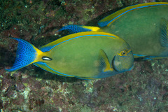 Acanthurus dussumieri