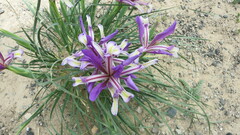 Iris bungei