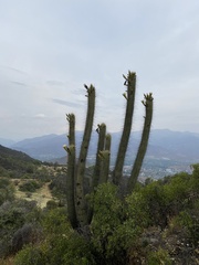 Trichocereus chiloensis