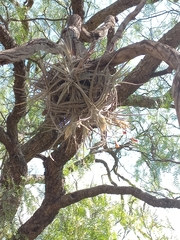 Tillandsia lepidosepala