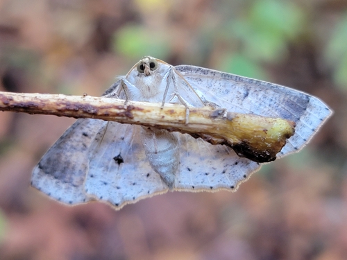 sabulodes aegrotata