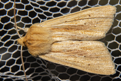 Ichneutica semivittata