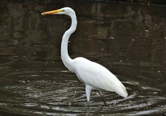 Ardea alba