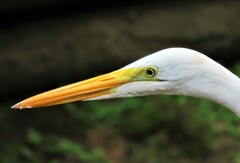 Ardea alba