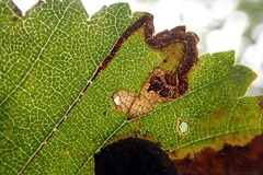 Stigmella ulmivora