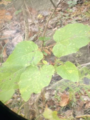 Populus heterophylla