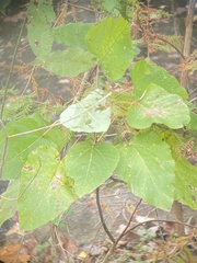 Populus heterophylla