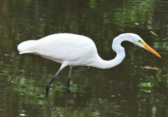 Ardea alba