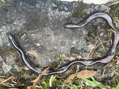 Caecilia volcani