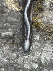 Caecilia volcani