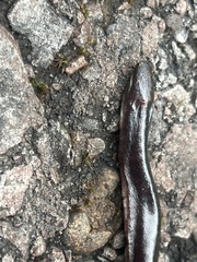 Caecilia volcani