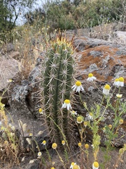 Trichocereus chiloensis