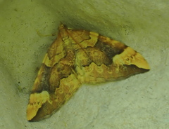 Eulithis populata