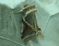 Habrosyne pyritoides