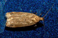 Thamnosara sublitella