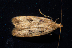 Thamnosara sublitella