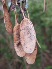 Dalbergia miscolobium