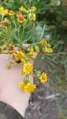 Senecio brasiliensis