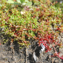 Crassula peduncularis