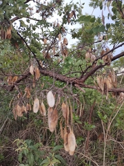 Dalbergia miscolobium