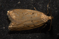 Thamnosara sublitella