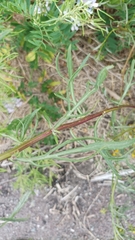 Senecio brasiliensis