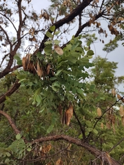 Dalbergia miscolobium