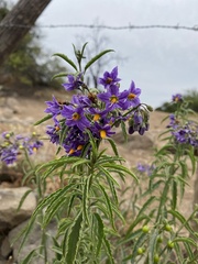 Solanum crispum