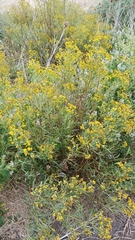 Senecio brasiliensis