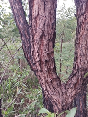 Dalbergia miscolobium