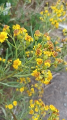 Senecio brasiliensis