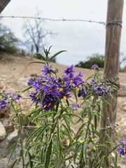 Solanum crispum