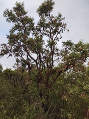 Dalbergia miscolobium