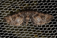 Pasiphila halianthes