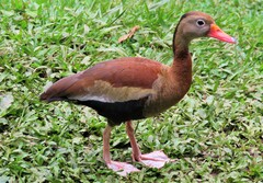 Dendrocygna autumnalis