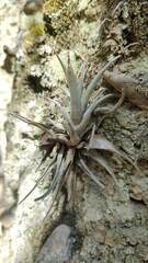 Tillandsia