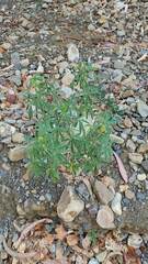 Lupinus altimontanus