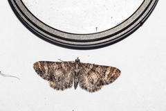 Pasiphila halianthes