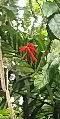 Erythrina americana