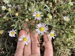 Symphyotrichum divaricatum