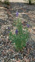 Lupinus altimontanus