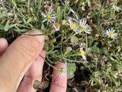 Symphyotrichum divaricatum