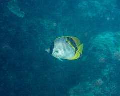 Chaetodon lineolatus