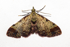 Pasiphila magnimaculata