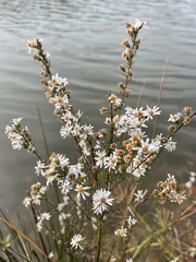 Symphyotrichum dumosum