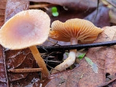 Tubaria furfuracea